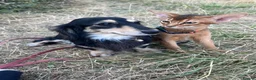 Abyssinian cats for sale: Adorable Abyssinian kittens - Advert 1