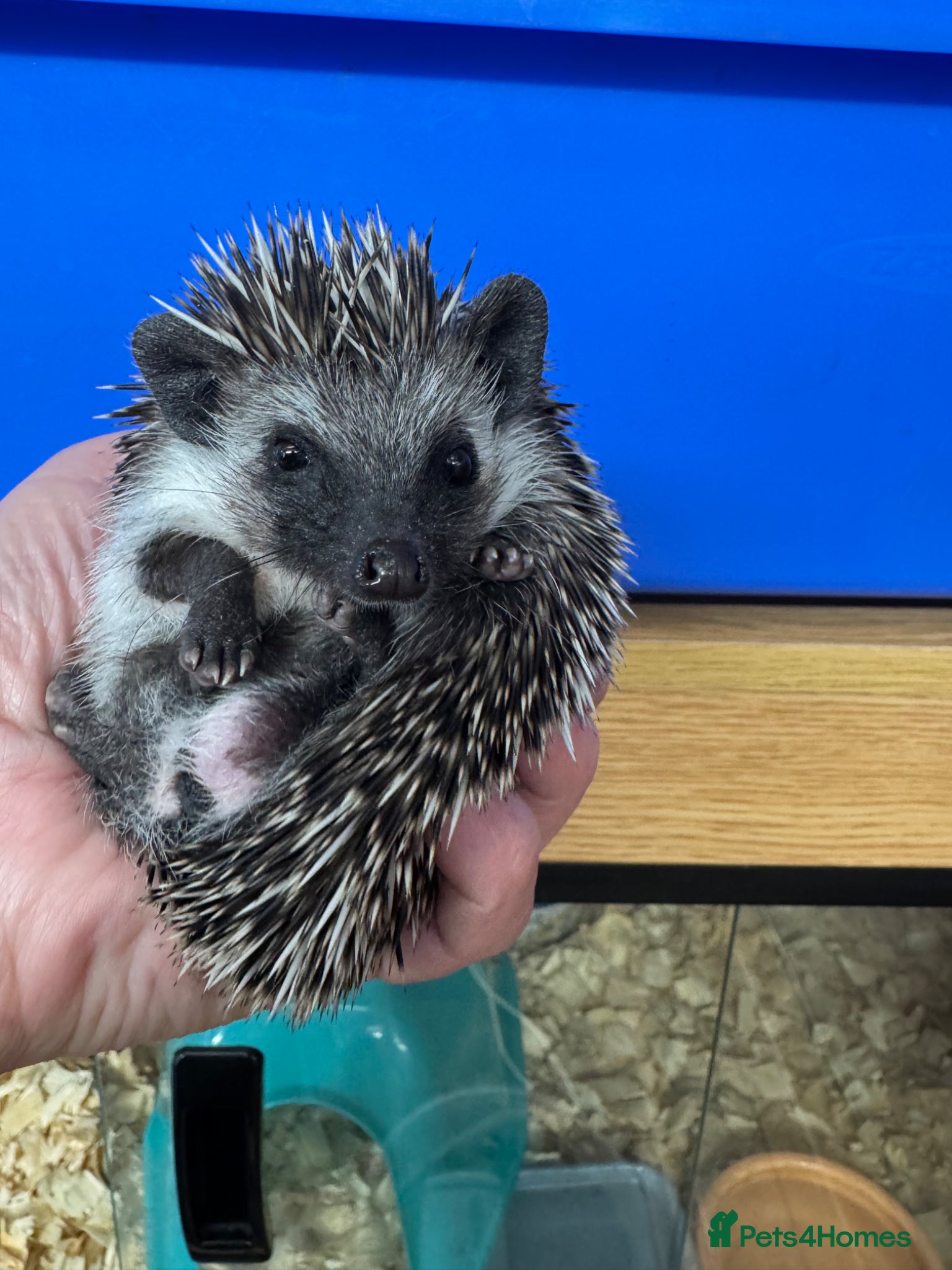 Pygmy Hedgehog rodents 8-10 wk old babies/various colours/masks READY!  - Advert 1