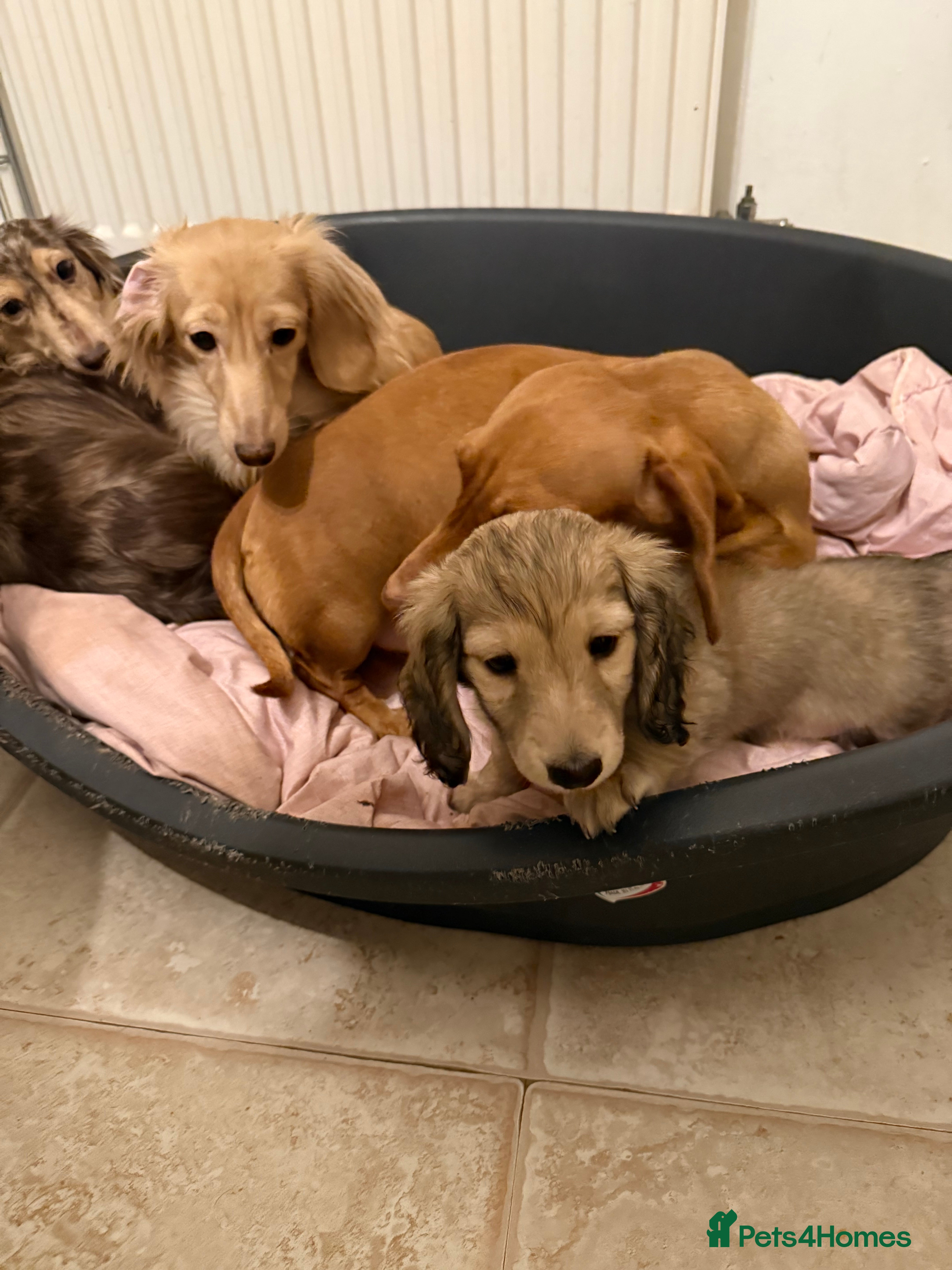 Miniature Dachshund dogs KC reg LONG HAIRED MINI DACSHUND  - Advert 4