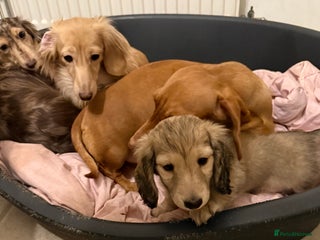 Miniature Dachshund dogs KC reg LONG HAIRED MINI DACSHUND - Advert 3