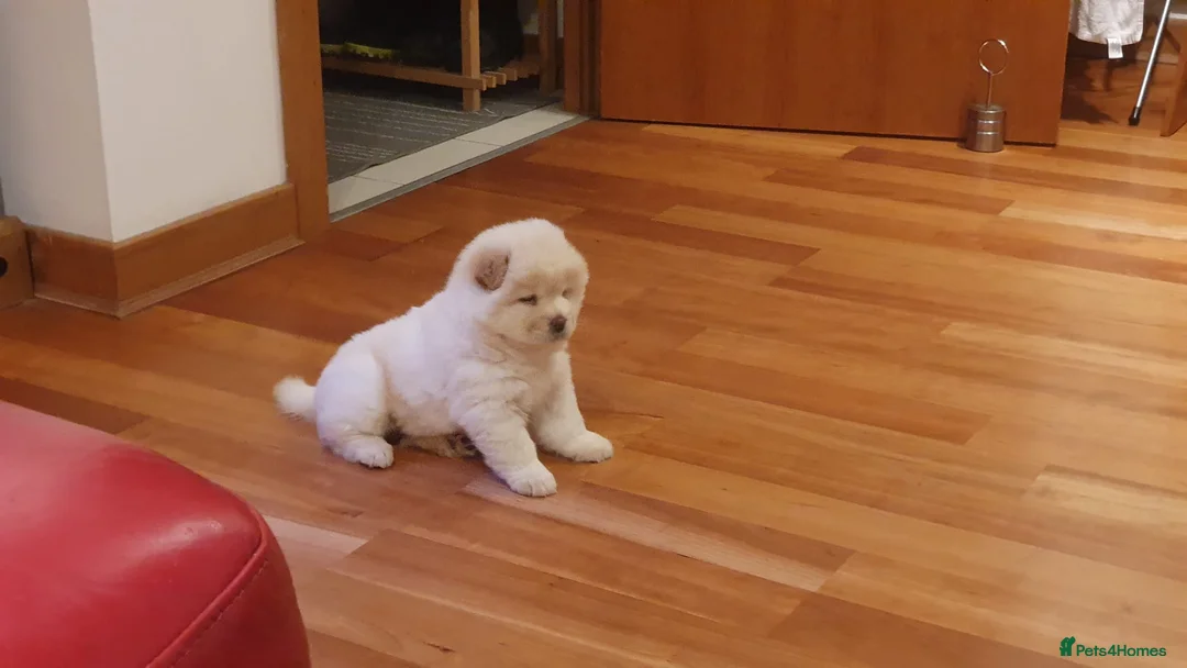 Chow Chow dogs for sale: 🐾 Chow Chow Puppies for Sale! 🐾 - Advert 2