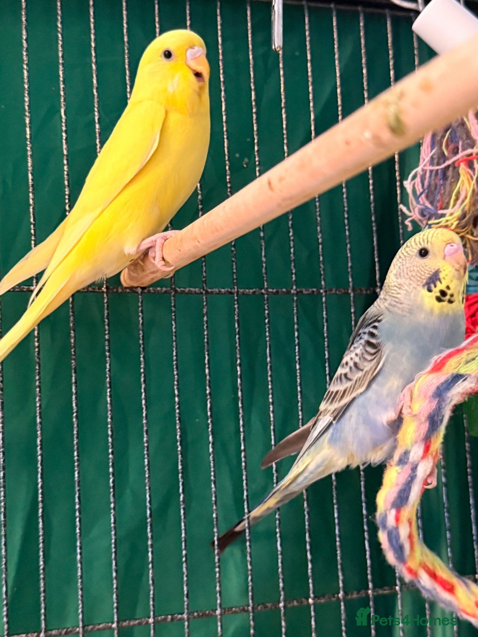 Budgerigars birds Two 9 week old baby budgies available  - Advert 1