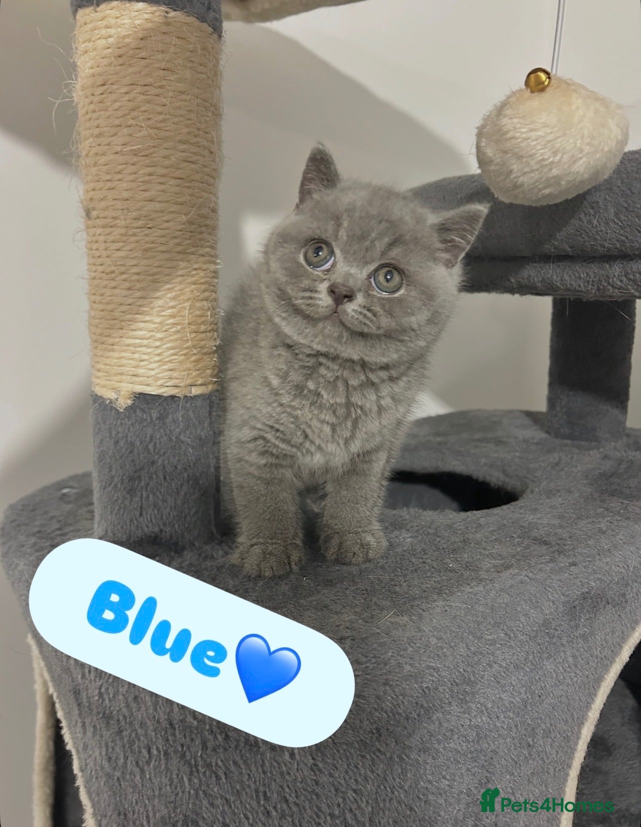 British Shorthair cats TICA Registered British Shorthair Kittens for Sale - Advert 2