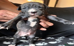 Mixed Breed dogs for sale: American bulldog staffy 🏡 - Image 5