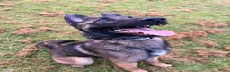 Belgian Shepherd Dog dogs for sale: 8 month Belgian Malinois in Birkenhead - Advert 5