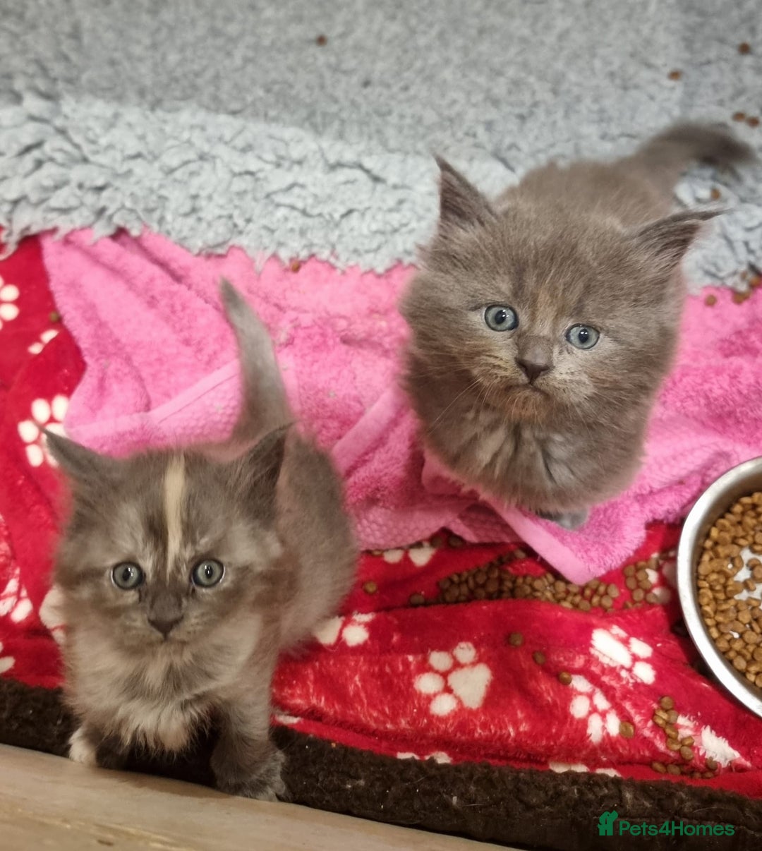 Maine Coon cats for sale: Two beautiful male Maine Coons - Advert 4