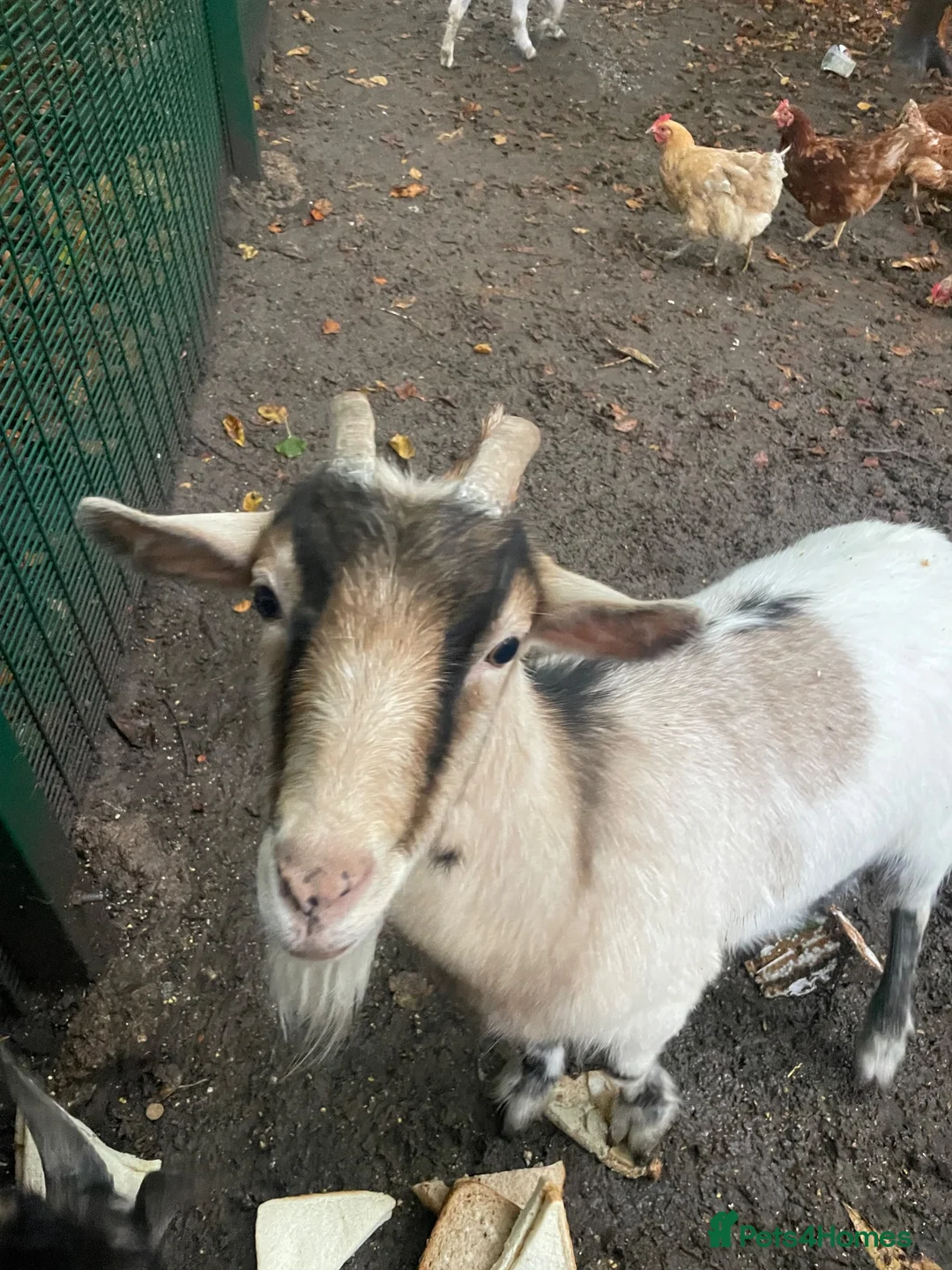 Goats livestock for sale: Pygmy Goats  - Advert 2