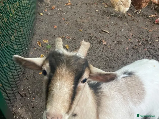 Goats livestock for sale: Pygmy Goats - Advert 2