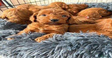 Cockapoo dogs - Advert 7