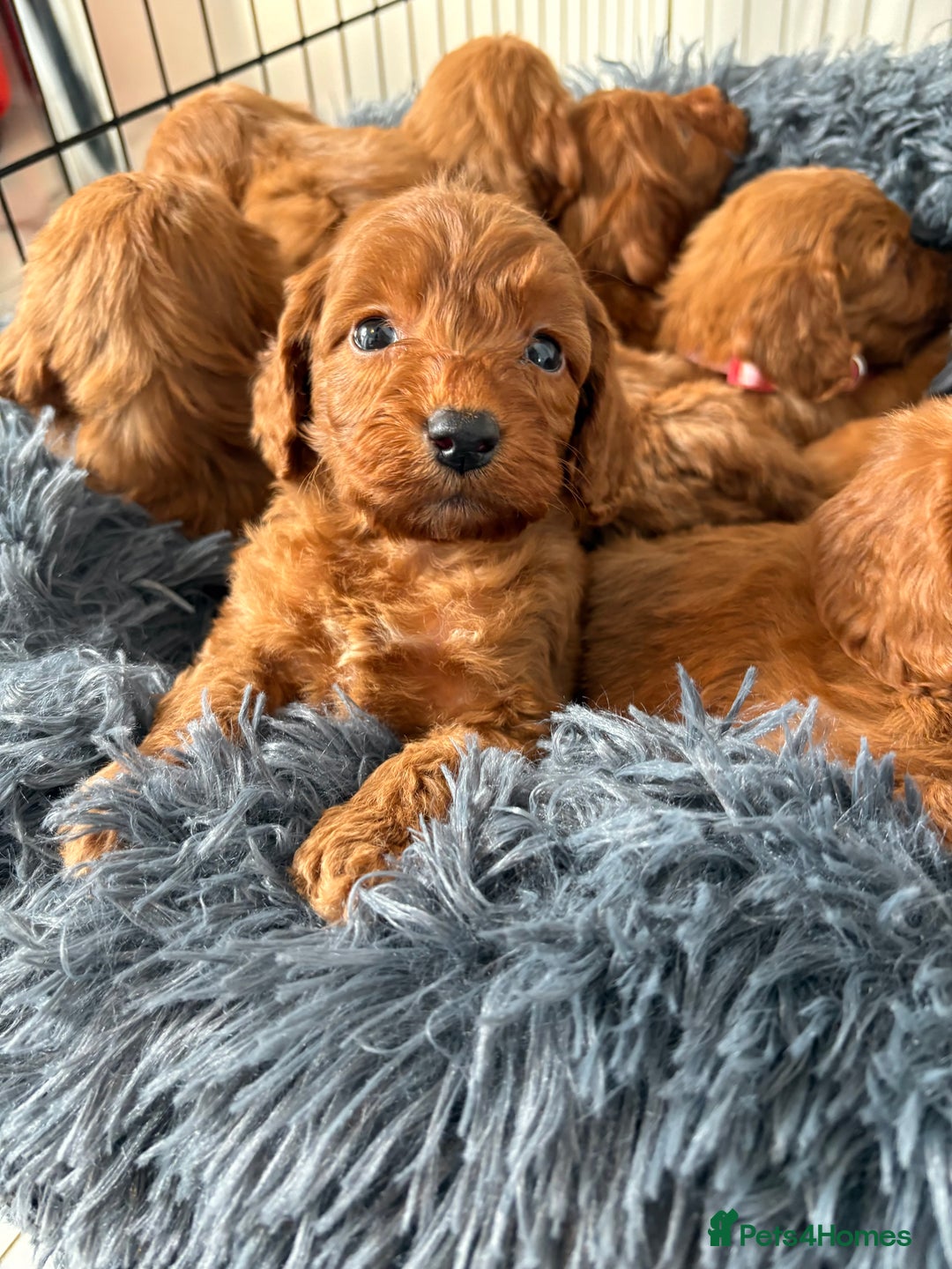 Cockapoo dogs for sale: Beautiful fox red cockapoo - Image 3