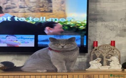 British Shorthair cats for sale: British shorthair cats Gccf registered  - Image 6