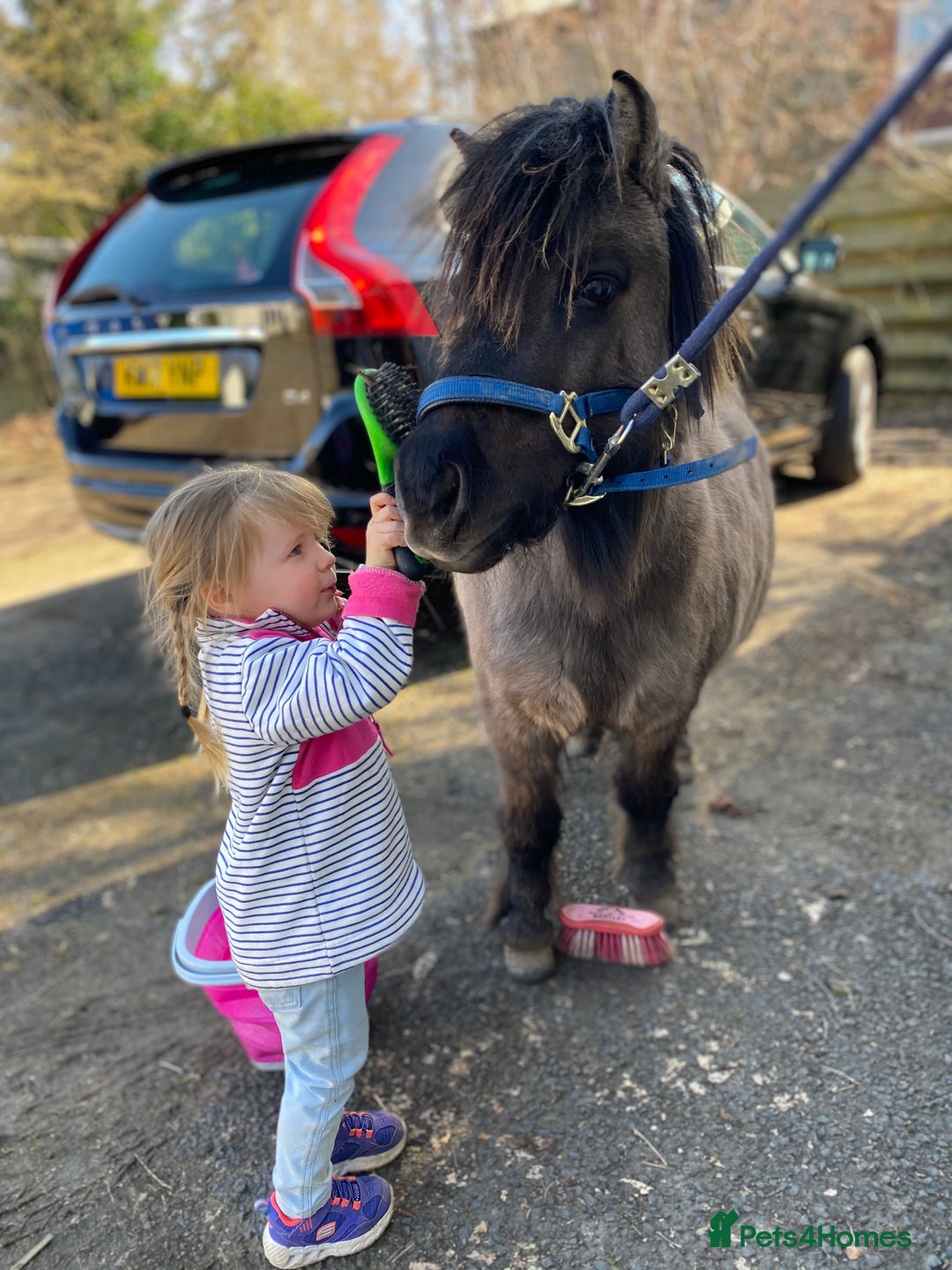 Shetland pony horses for sale: Perfect first pony: a mothers dream - Image 6