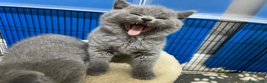British Shorthair Kitten 1