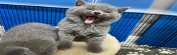 British Shorthair cats for sale: Three blue Britishshorthair kittens (boys)for sale - Advert 4