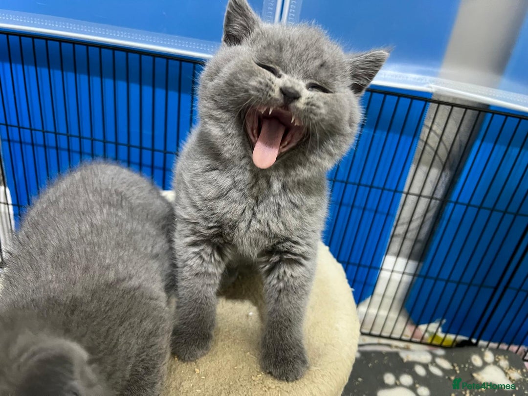 British Shorthair cats for sale: Three blue Britishshorthair kittens (boys)for sale - Advert 4