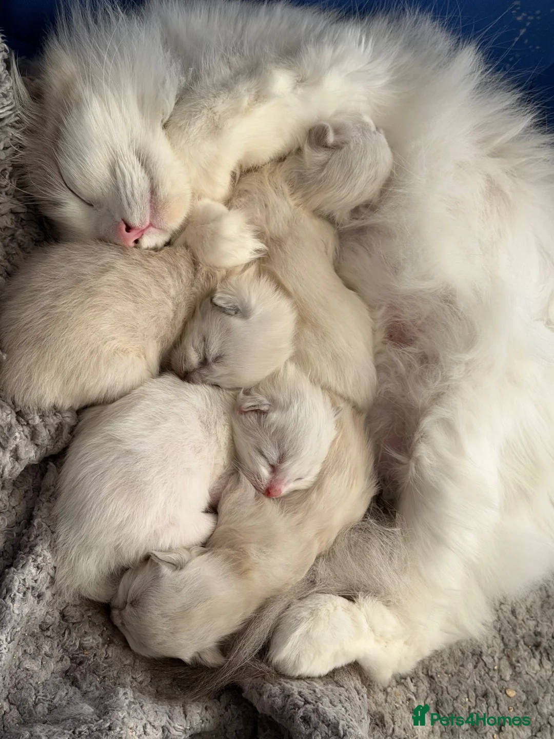 Ragdoll cats for sale: Blue lynx and blue bi colour beauties  - Advert 1