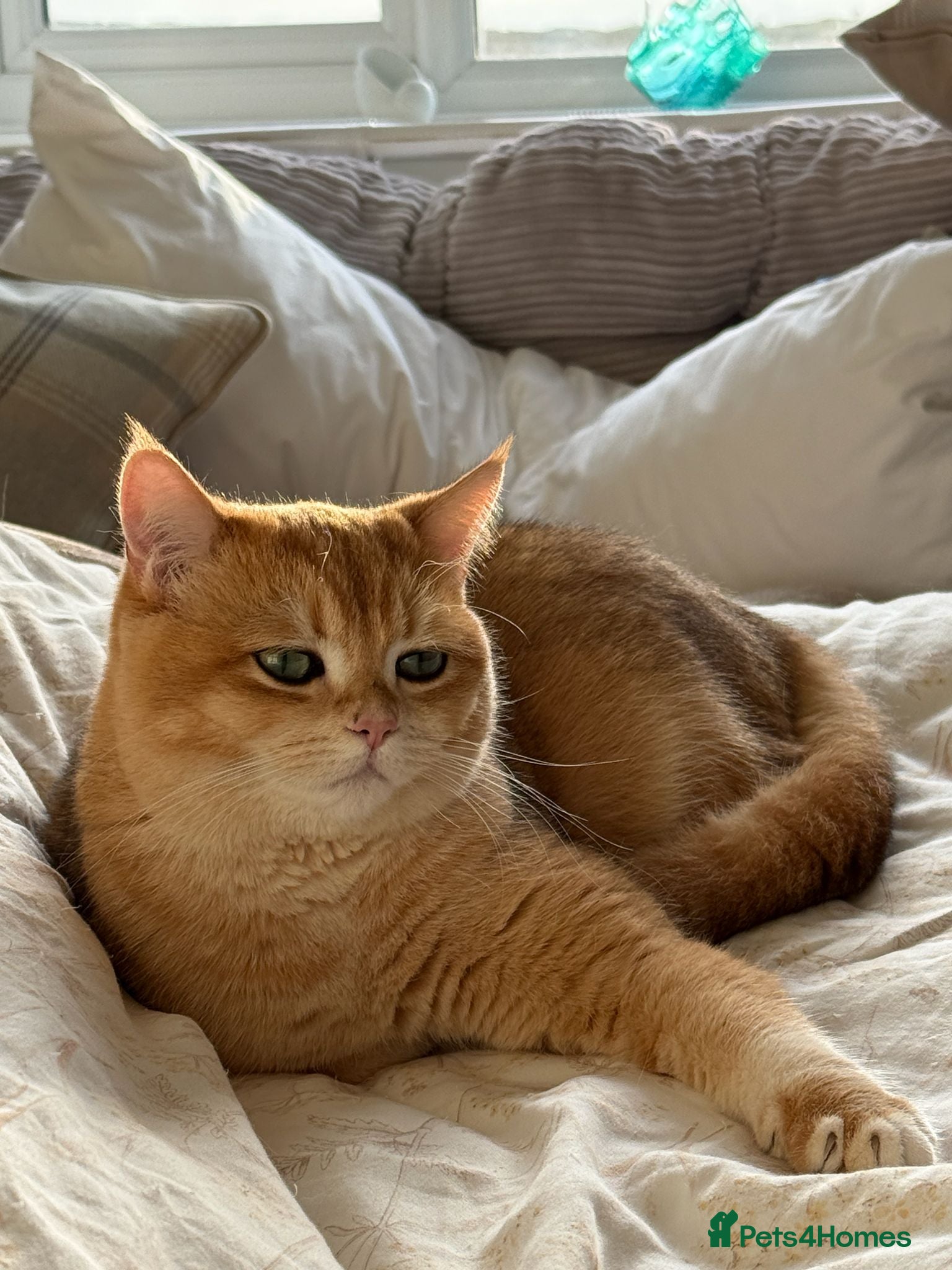 British Shorthair cats for sale: 2 boys Golden BSH for rehoming  - Advert 19