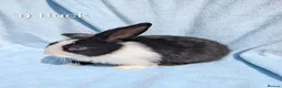 Mini Lop rabbits for sale: Stunning Mini Lops Ready Now - Advert 4