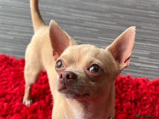 Chihuahua dogs in Milton Keynes - Advert 3