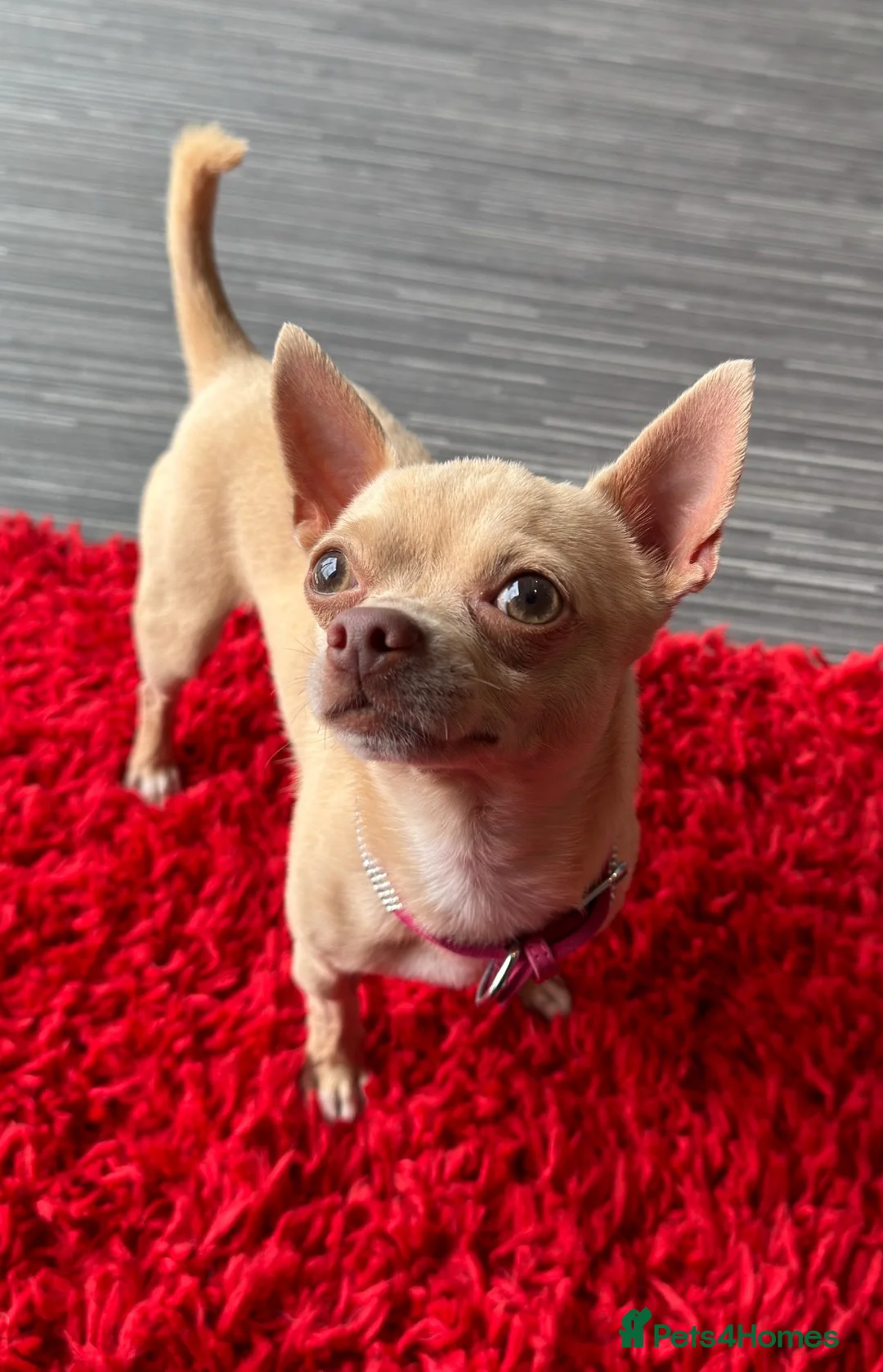 Chihuahua dogs for stud: Micro Chihuahua Stud Cream Fawn - With Clinic in Milton Keynes - Advert 1