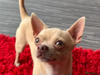 Chihuahua dogs Micro Chihuahua Stud Cream Fawn - With Clinic in Milton Keynes - Advert 15