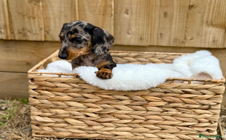 Miniature Dachshund dogs - Advert 1