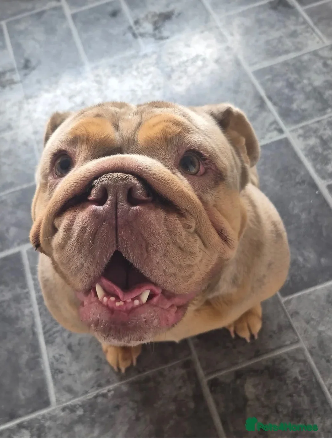 English Bulldog dogs for sale: Coco x dreamy boys daughter  - Advert 5