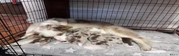 Border Collie dogs for sale: 6 Beautiful Red Merle puppies  - Advert 3