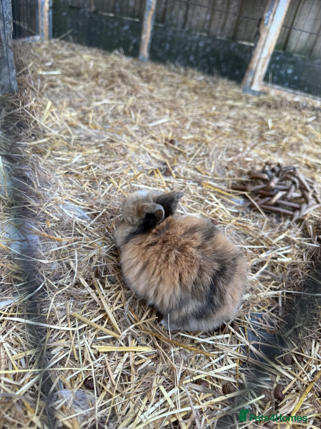 Mixed Breed rabbits for sale: 2 baby bunnies - Advert 2