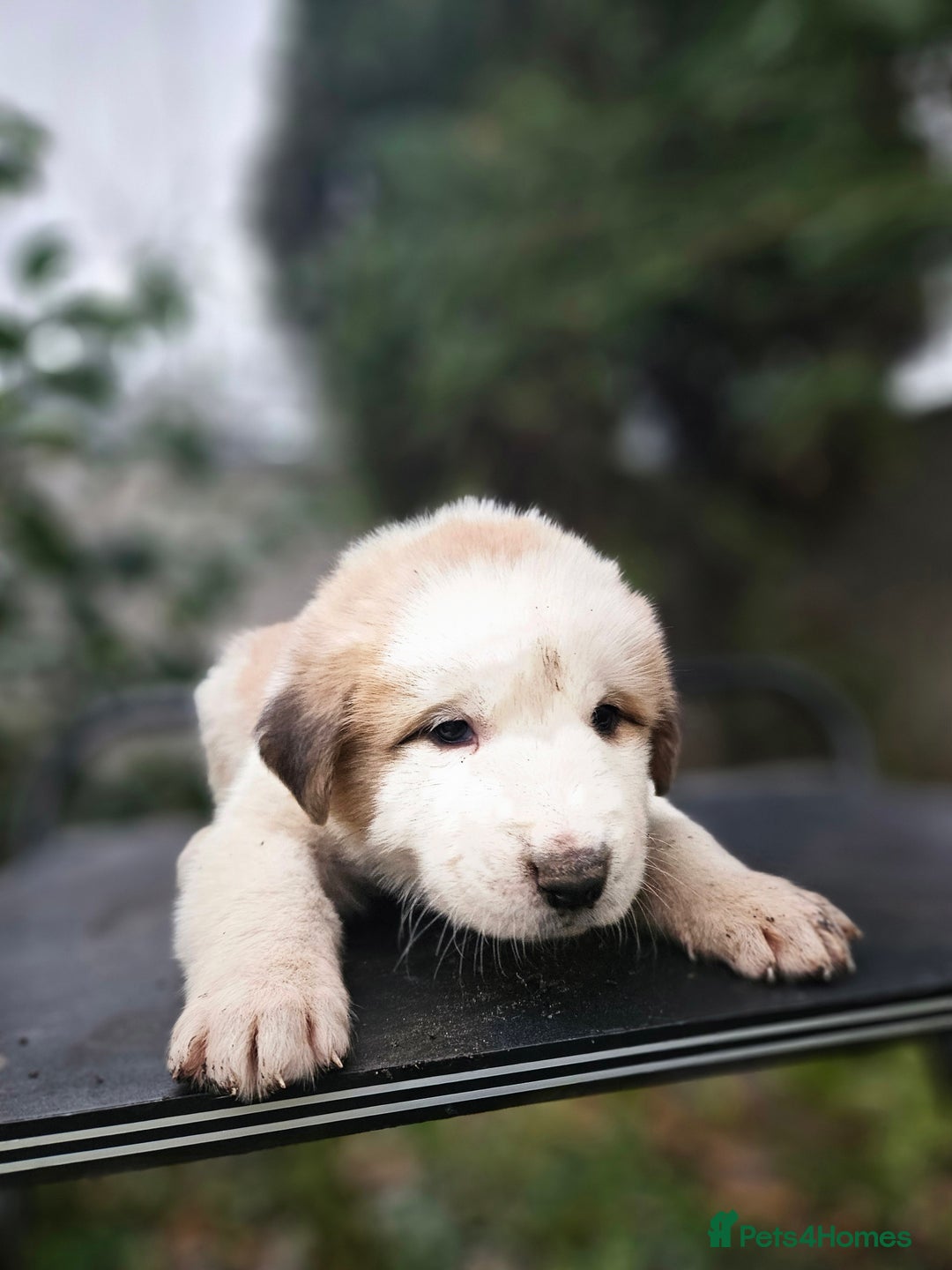 Central Asian Shepherd dogs for sale: Beautiful central Asian shepherd puppies - Advert 26