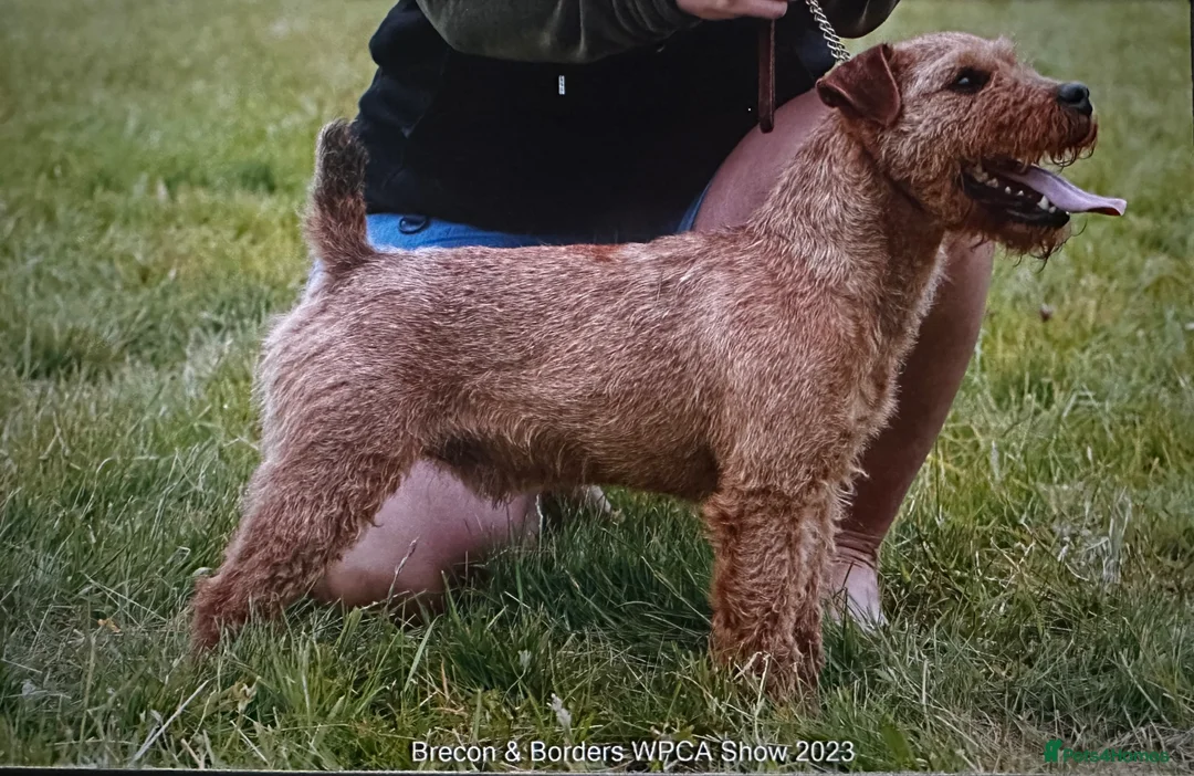 Lakeland Terrier dogs for stud: Proven Red Lakeland Terrier Stud in Builth Wells - Advert 7