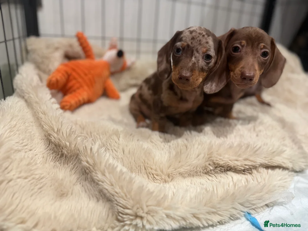 Miniature Dachshund dogs for sale: Beautiful Dachshund Male Puppies Ready now  - Advert 15