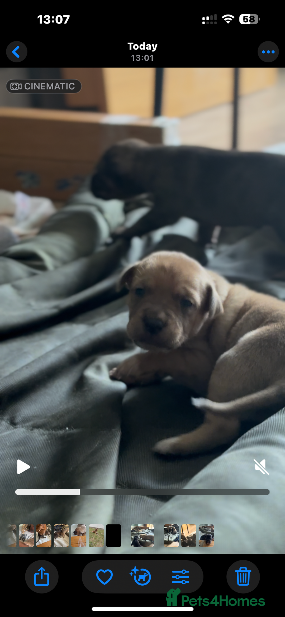 Mixed Breed dogs for sale: Puppies for Sale  - Image 5