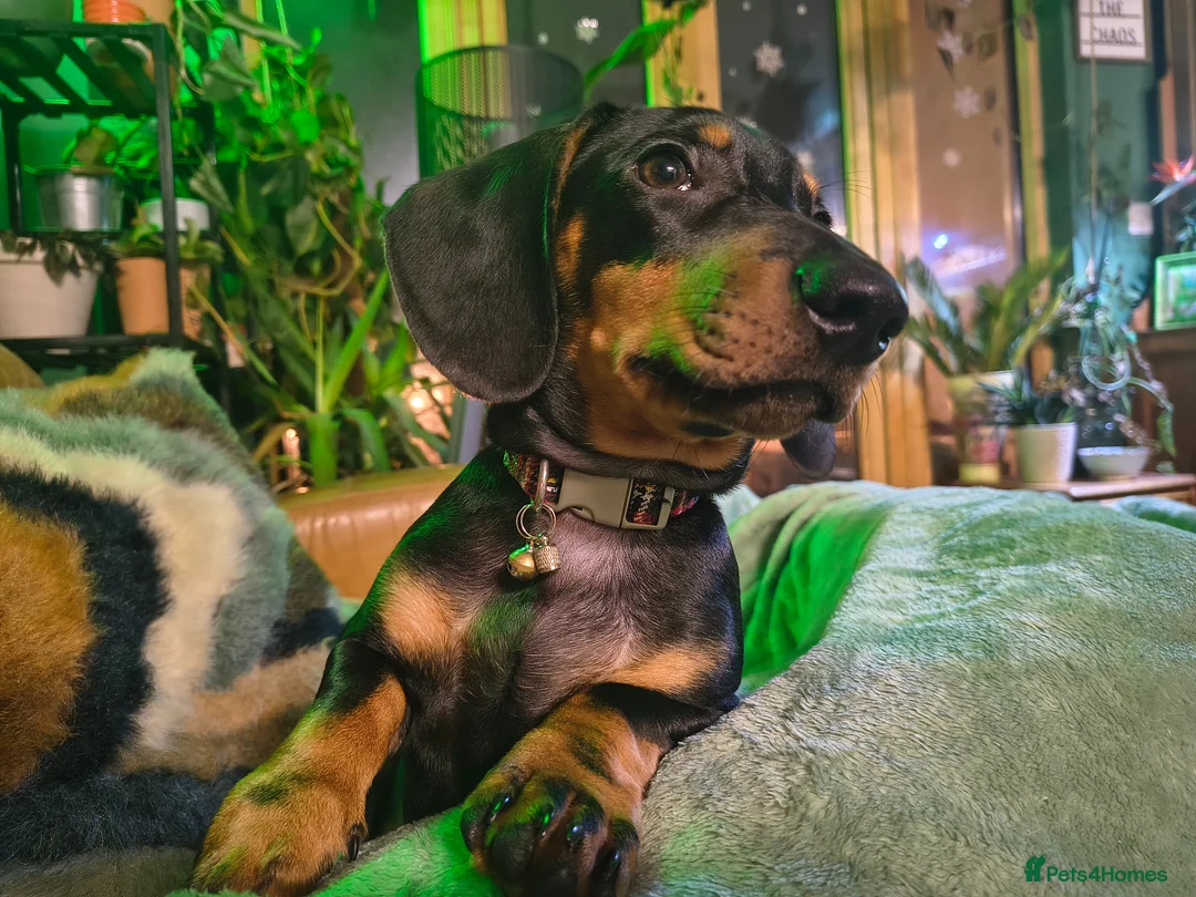 Dachshund dogs for sale: Ziggy the dachshund - Advert 1