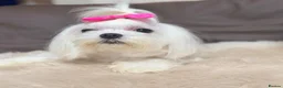 Maltese dogs for sale: Full Korean Female Maltese Age 5 - Advert 15