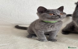 British Shorthair cats for sale: Beautiful British Shorthair Girls  in Bristol - Image 11