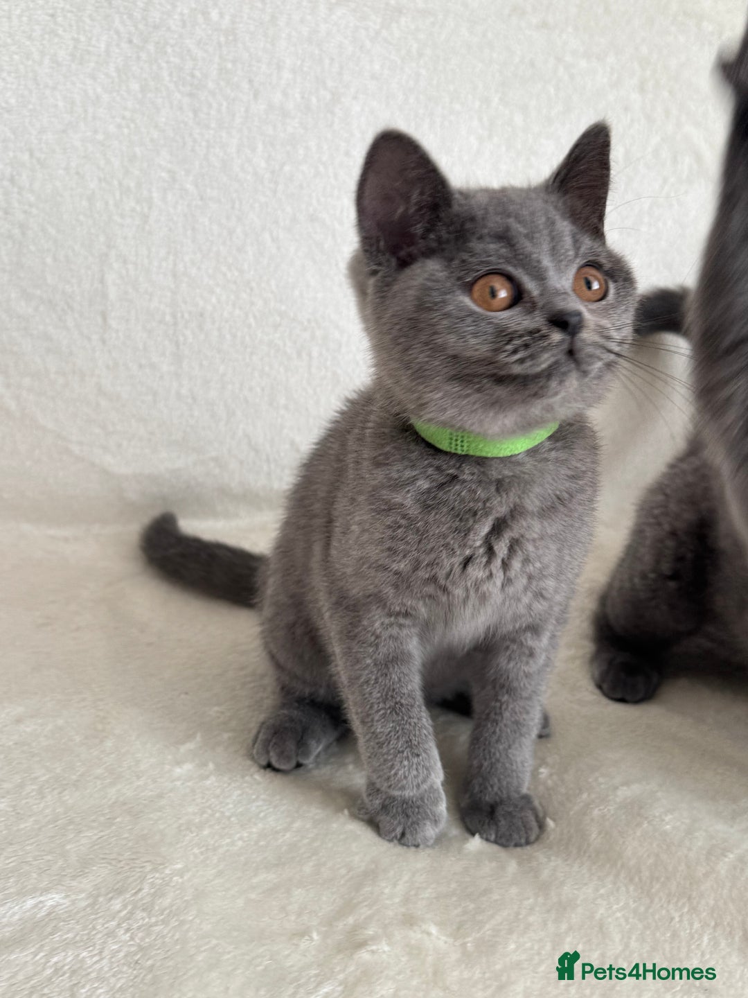 British Shorthair cats for sale: Beautiful British Shorthair Girls  in Bristol - Image 11