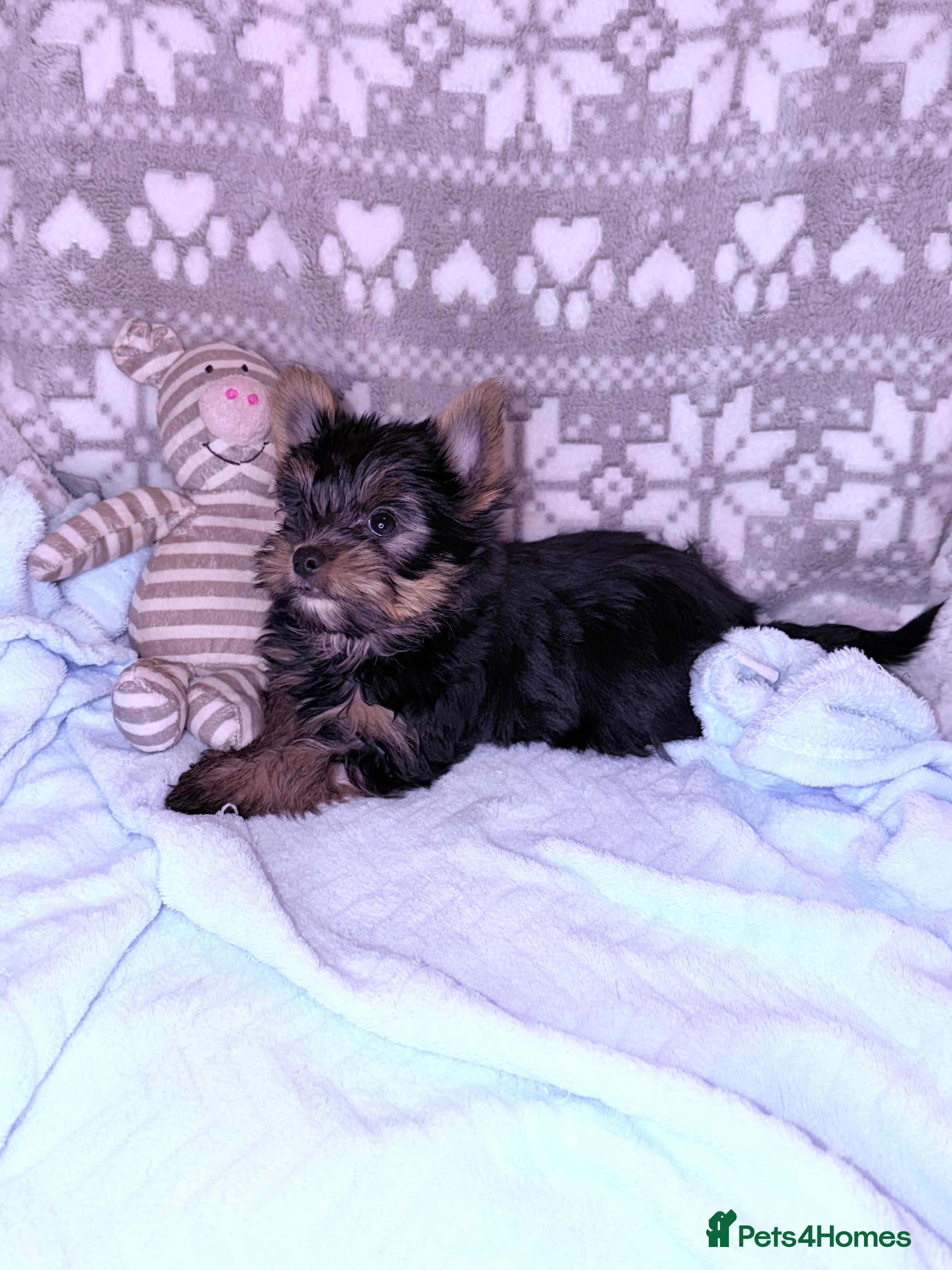 Yorkshire Terrier dogs Ready Now Small Boy Yorkshire Terrier  - Advert 9