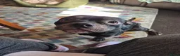 German Shepherd dogs for sale: Female gsd and pocket bully for sale  in Mansfield - Advert 3