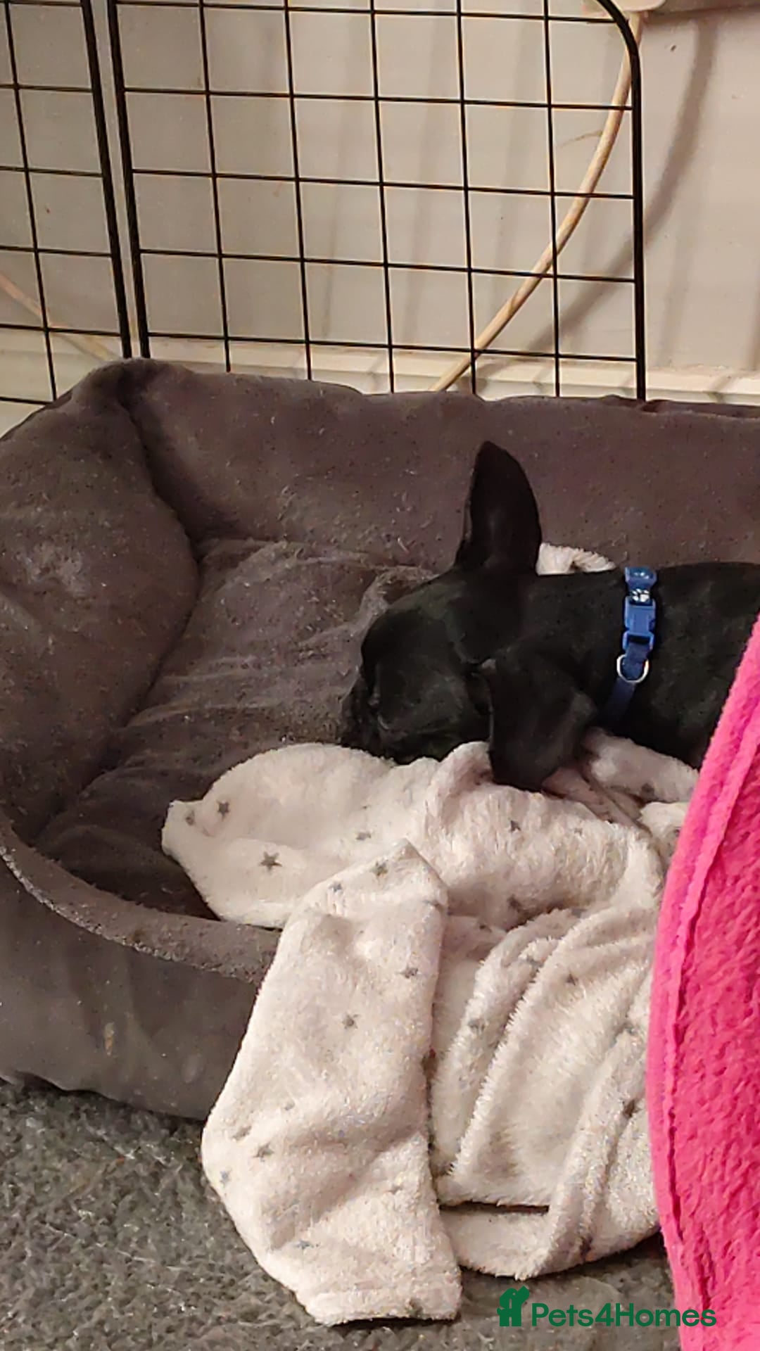 French Bulldog dogs for sale: French bulldog puppy READY TO LEAVE NOW - Advert 14