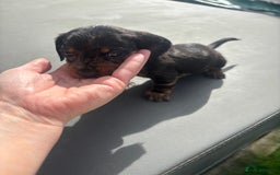 Miniature Dachshund dogs for sale: Beautiful miniature dachshund puppies - Image 26