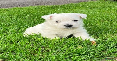 West Highland Terrier dogs - Advert 1