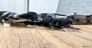 Mixed Breed dogs - Advert 10