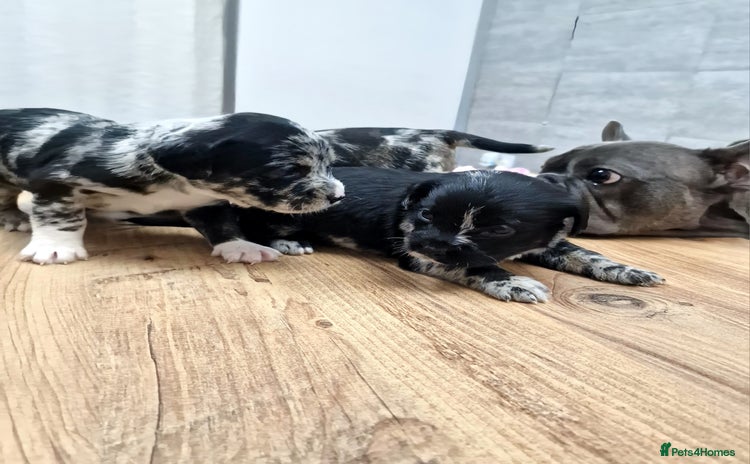 Mixed Breed dogs - Advert 13