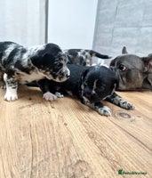 Mixed Breed dogs - Advert 10