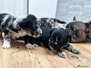 Mixed Breed dogs - Advert 16