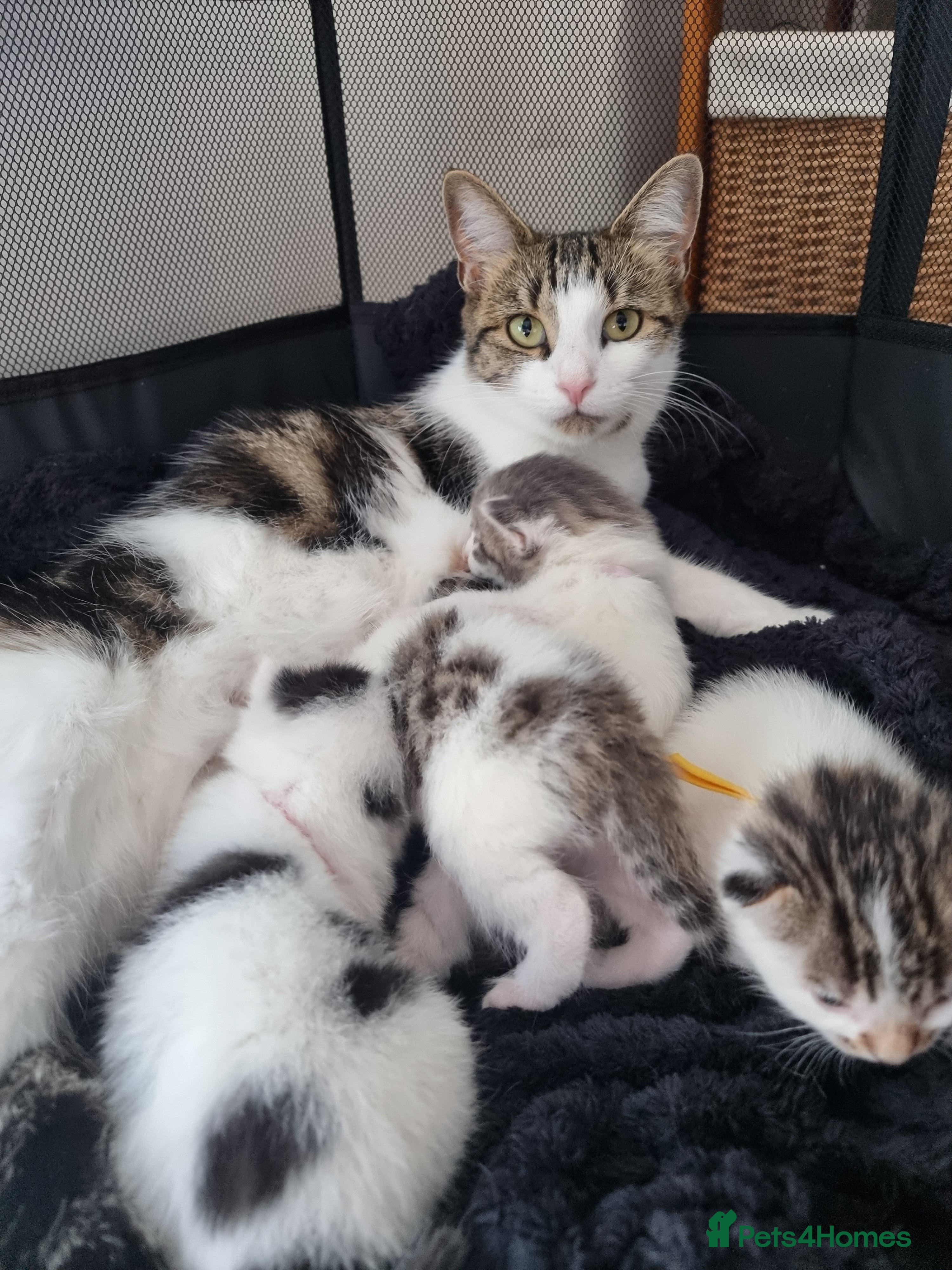 Domestic Shorthair cats Kittens for sale - Advert 10