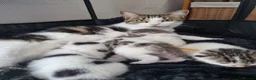 Domestic Shorthair cats for sale: Kittens for sale - Advert 1