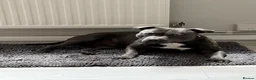 Staffordshire Bull Terrier dogs for stud: Blue Staffy Stud Available - Advert 4