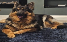 German Shepherd dogs for sale: German shepherd pups  - Image 3